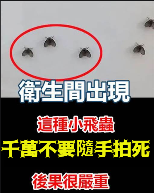 廁所出現這種小飛蟲，千萬不要隨手拍死，後果很嚴重，別不當回事