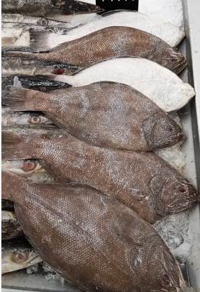 高雄75歲阿嬤每天買70斤比目魚，店主察覺不對後立即報警，警方破門而入後嚇傻了...
