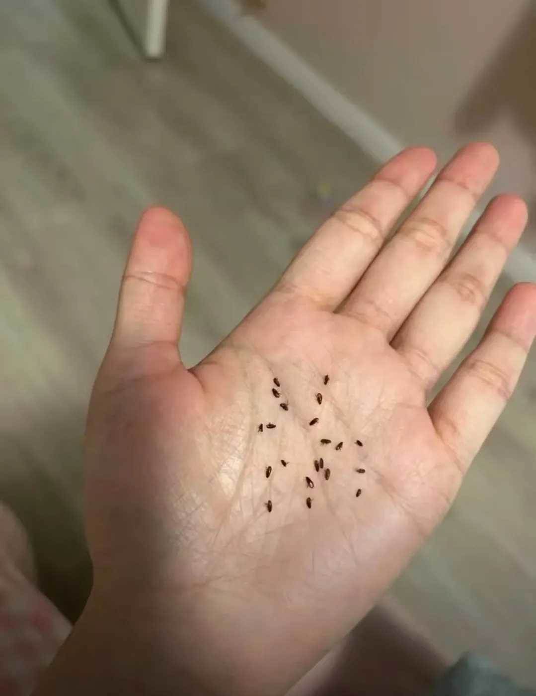 凌晨胳膊「像有小針在扎」！摸黑開燈驚見床上滿是「芝麻粒」，網急喊：這床不能要了
