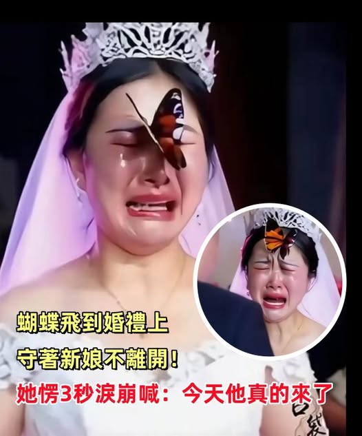 蝴蝶飛到婚禮上,守著新娘不離開!她愣3秒淚崩喊:今天他真的來了