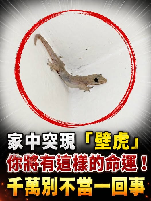 家中突現「壁虎」你將有這樣的命運!!! 千萬別不當一回事…