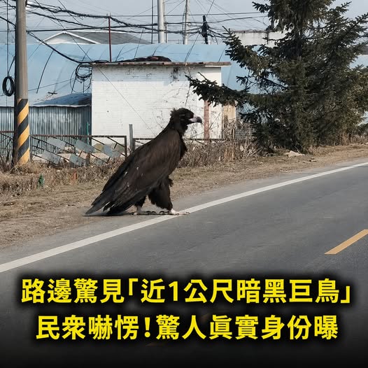 馬路驚見「近1公尺暗黑巨鳥」民眾嚇愣！驚人真實身份曝