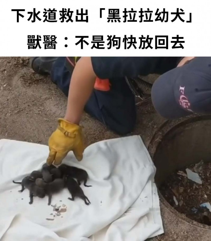下水道救出8隻「黑拉拉」獸醫檢查傻眼：快放回去！