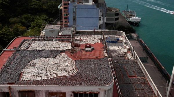 站窗口看風景!發現對面屋頂佈滿「瓦片」 攝影師拿相機「放大查看」後立刻報警