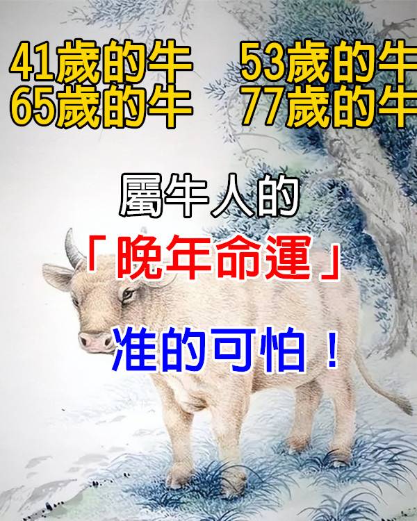 41歲的牛,53歲的牛,65歲的牛,77歲的牛,屬牛人的「晚年命運」!準的可怕!