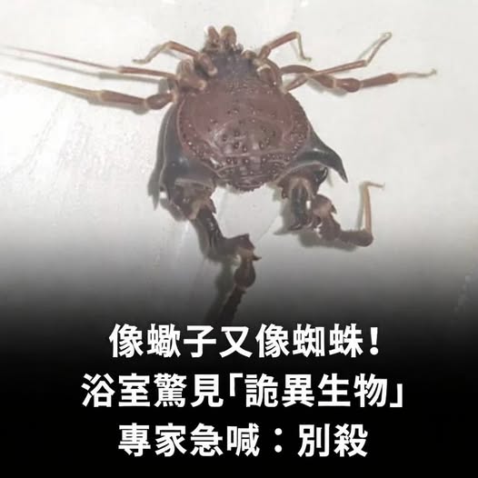 像蠍子又像蜘蛛!浴室驚見「詭異生物」他狂起雞皮疙瘩 專家急喊:別殺