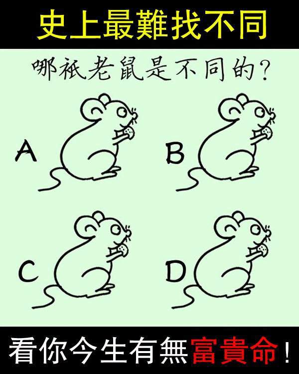 哪隻老鼠是不同的？一眼看出眼光超絕！看你今生有無富貴命