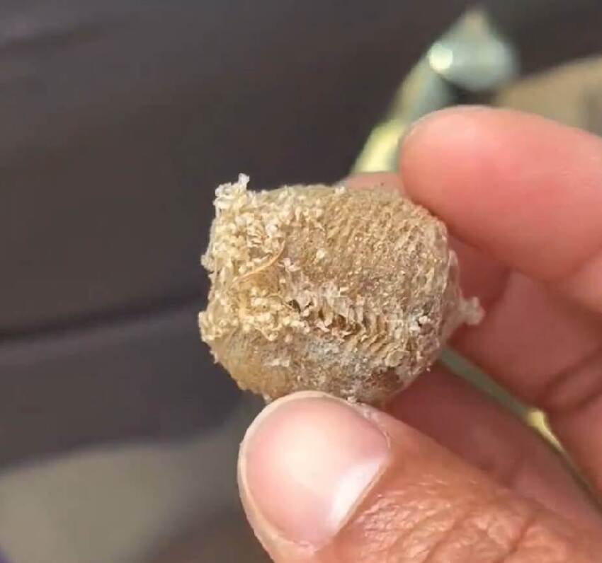 廚房突出現35粒「塑膠珠珠」，她以為是寶寶玩具沒在意，不料老公一見嚇到「頭皮發麻」：快處理