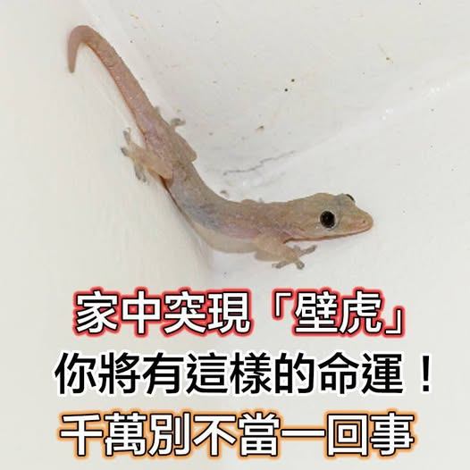 家中突現「壁虎」，你將有這樣的命運！千萬別不當一回事
