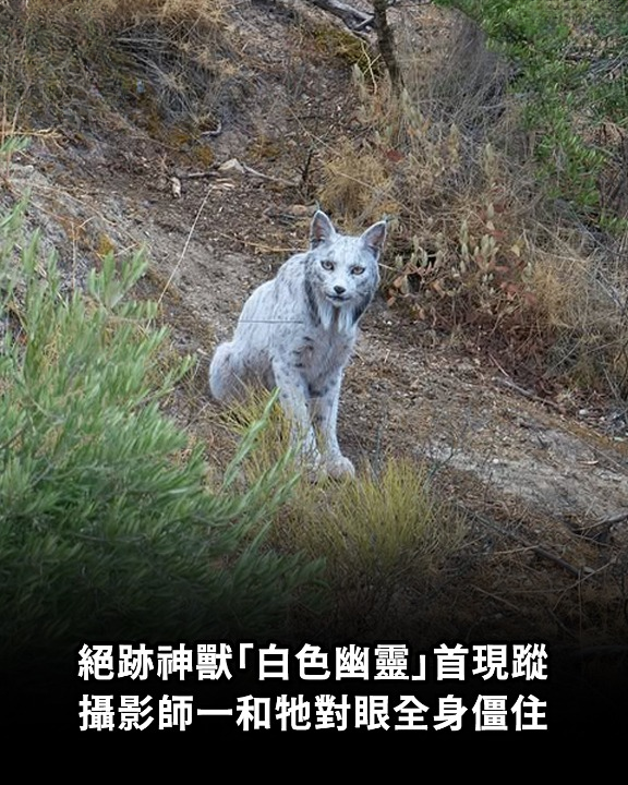 絕跡神獸「白色幽靈」首現蹤　攝影師一和牠對眼全身僵住