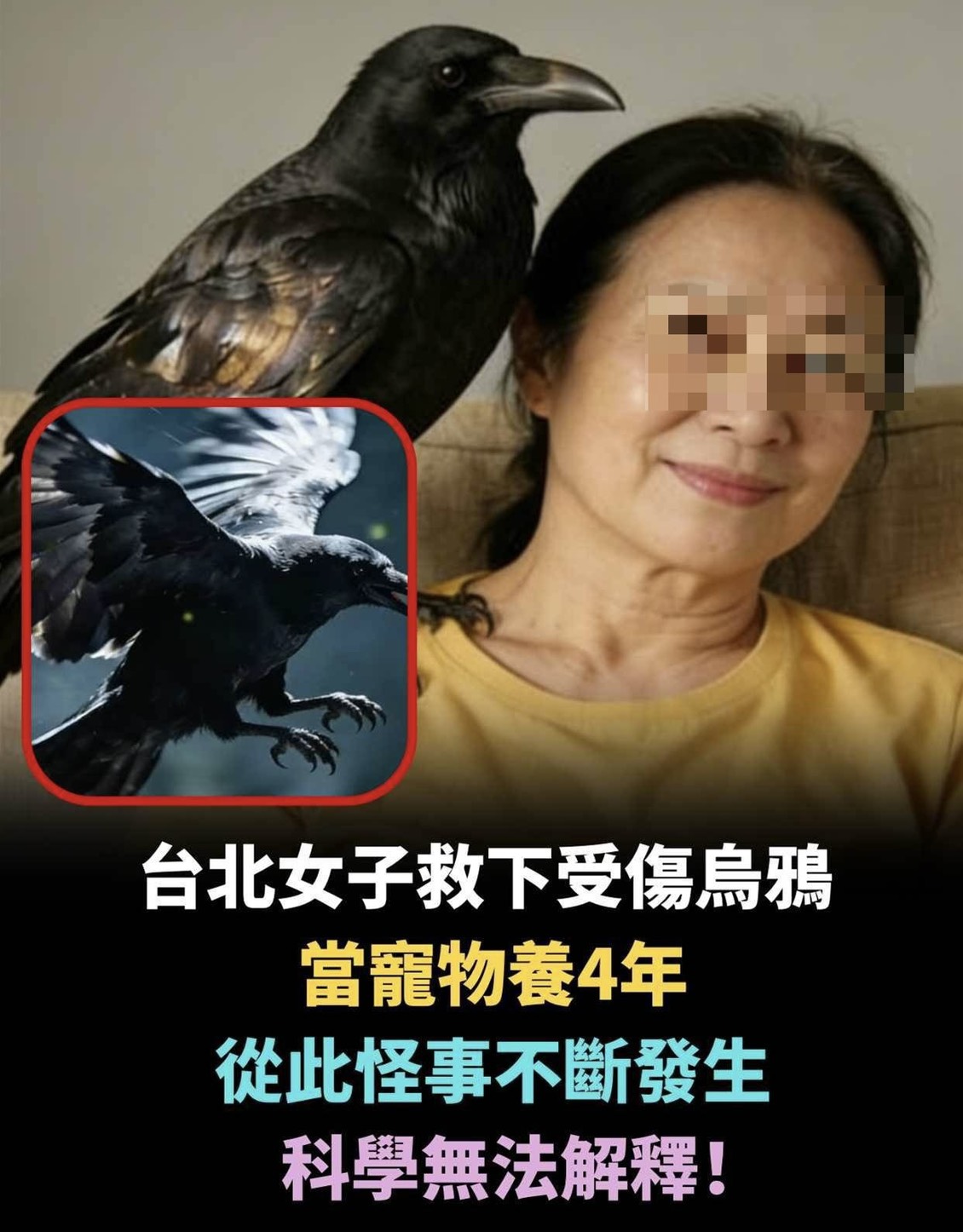 台北女子救下受傷烏鴉,當寵物養4年,從此怪事不斷發生,科學無法解釋!